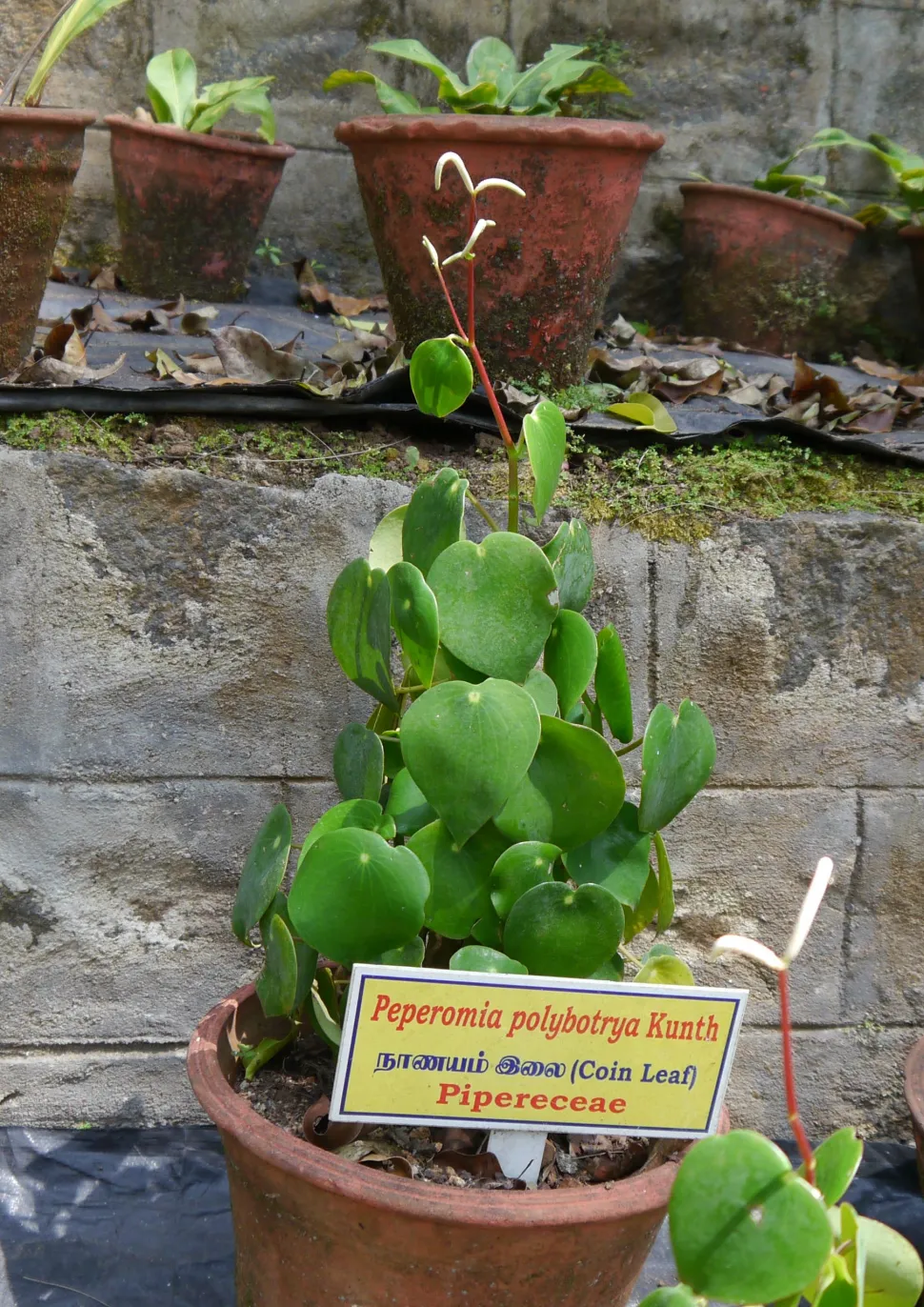 Peperomia 'Raindrop' in pot