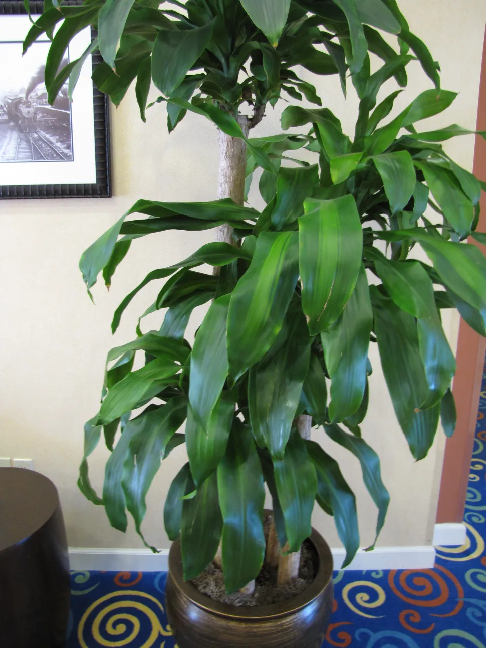 Dracaena fragrans binnenshuis en in potten gekweekt