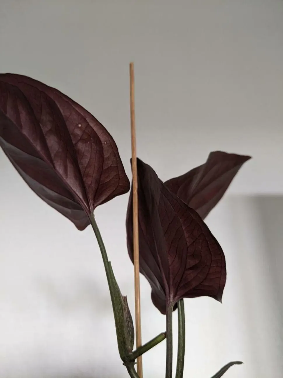 Primer plano de hojas de Syngonium erythrophyllum