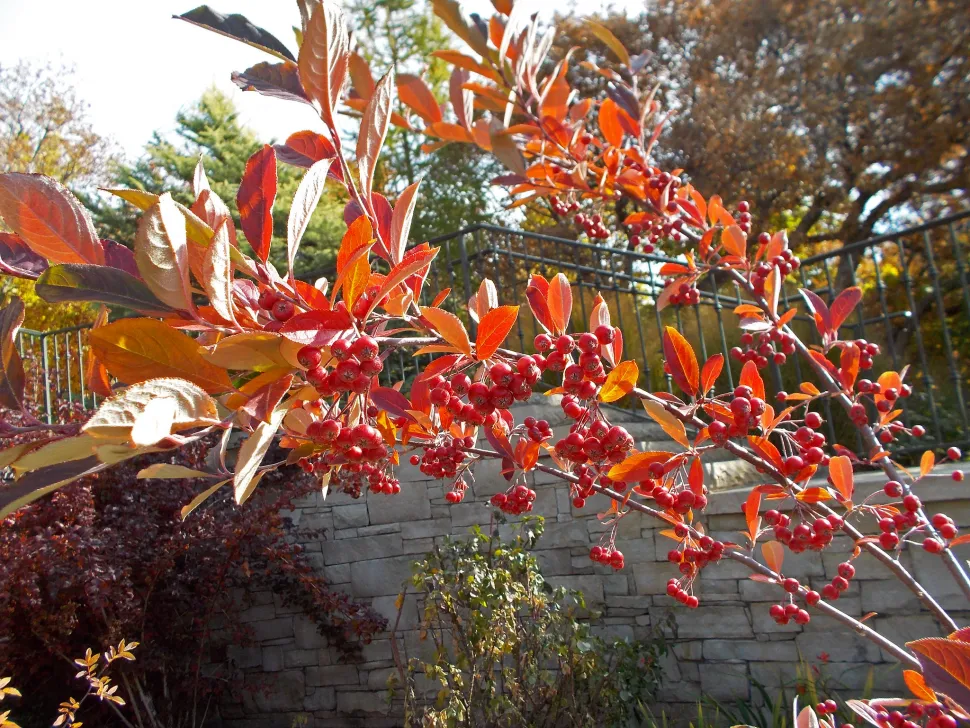 Rote Aronia-Beeren