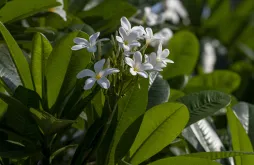 Weiße Frangipani-Blüten Plumeria alba