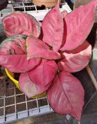 Aglaonema rose im Topf