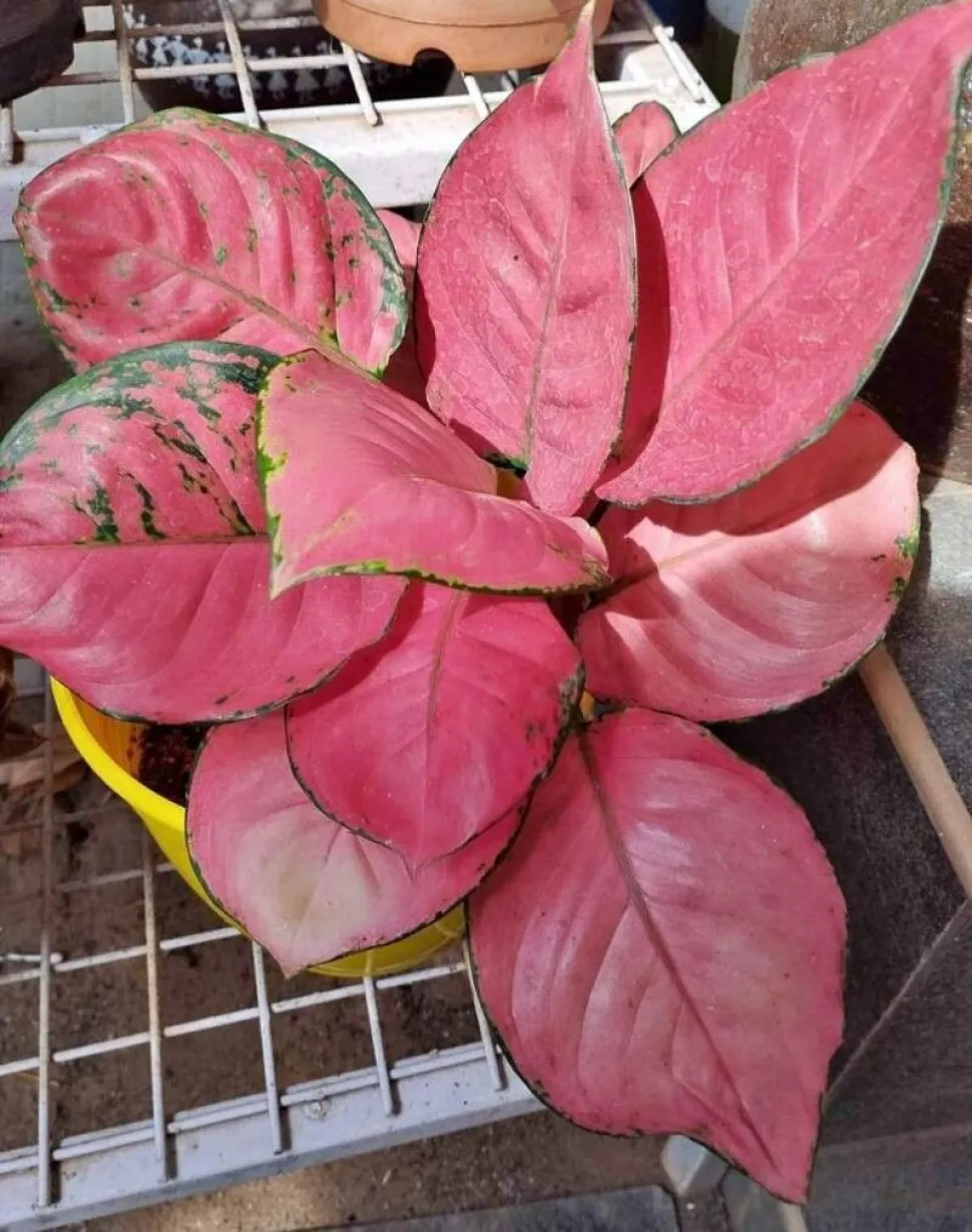 Roze Aglaonema in een pot