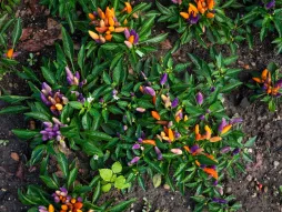 Ornamental pepper Capsicum annuum