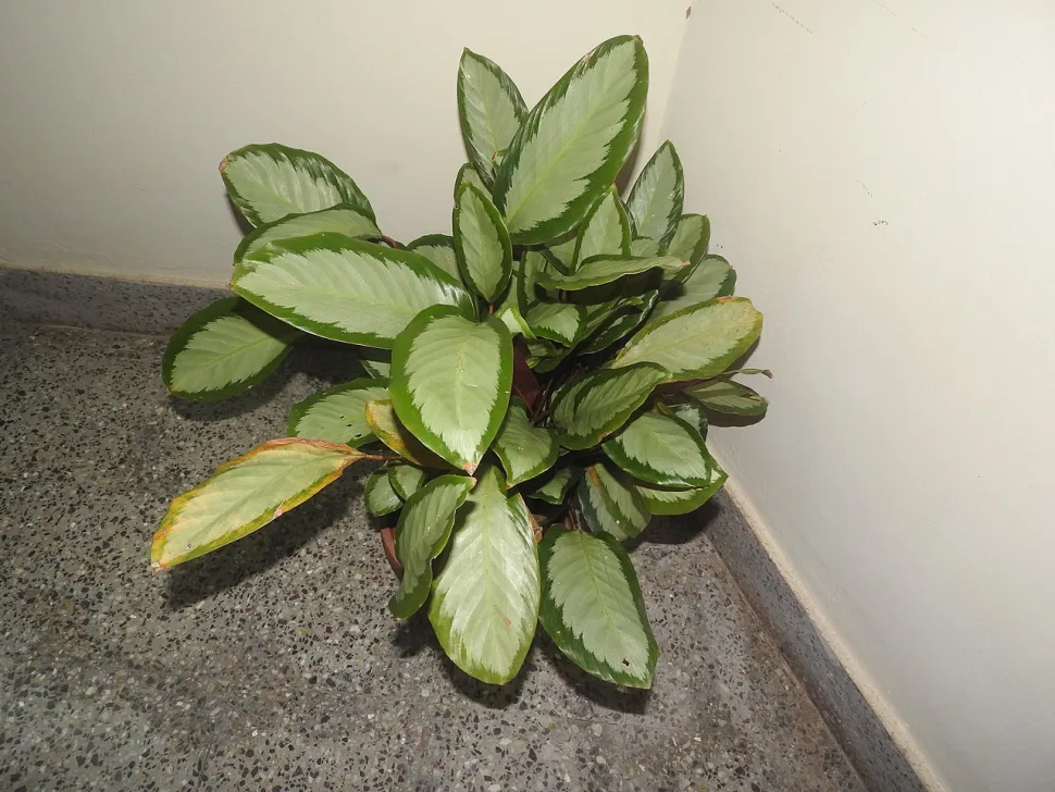 Goeppertia picturata Argentea in pot