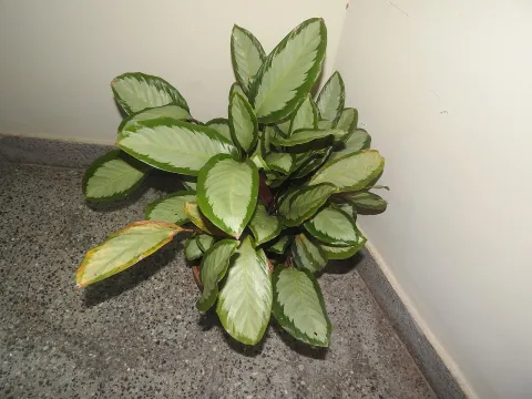 Goeppertia picturata Argentea in pot