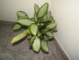 Goeppertia picturata Argentea in vaso