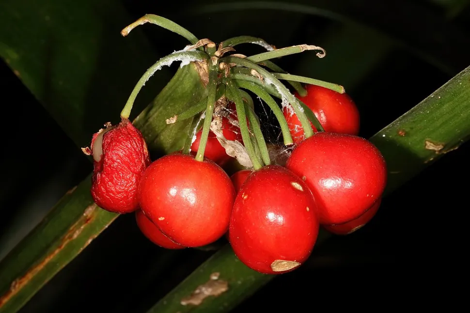 Baies rouges Clivia nobilis