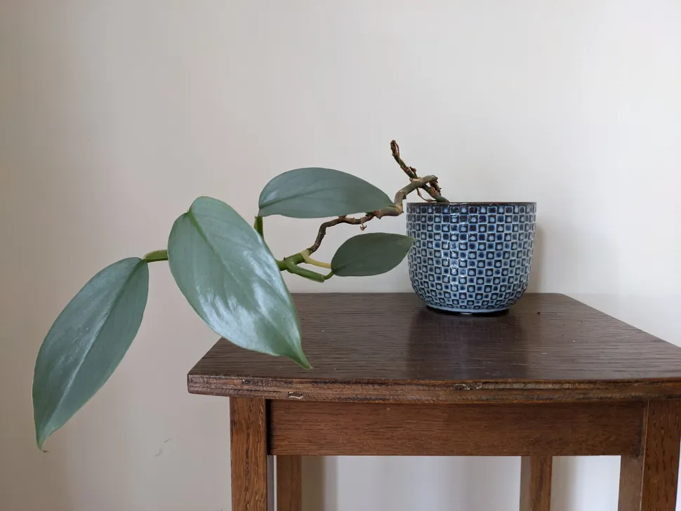 Philodendron hastatum in vaso