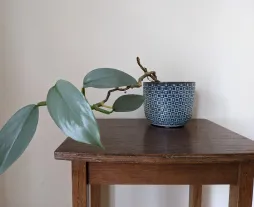 Philodendron hastatum num vaso