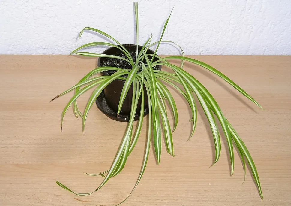 Edderkoppeplante i potte