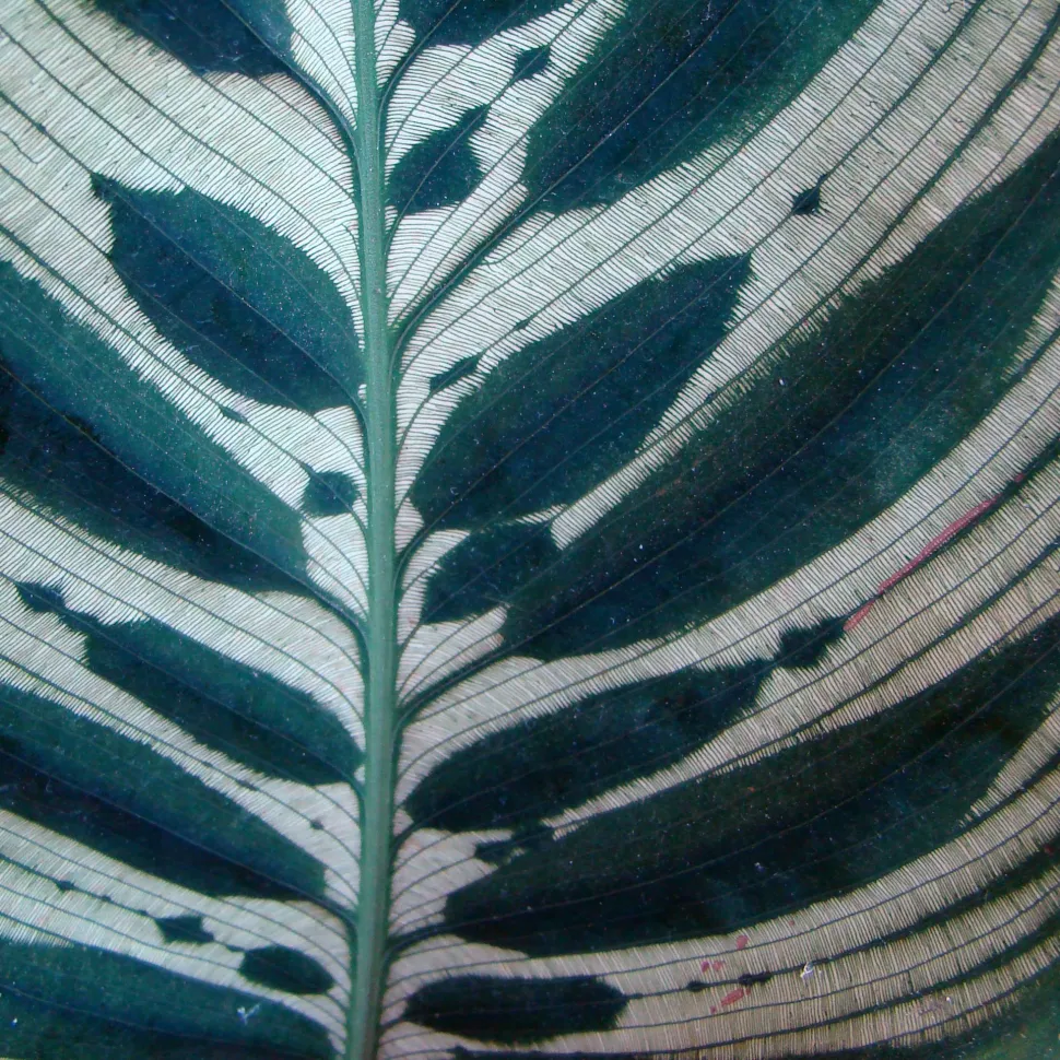 Zeer close-up van Goeppertia makoyana blad
