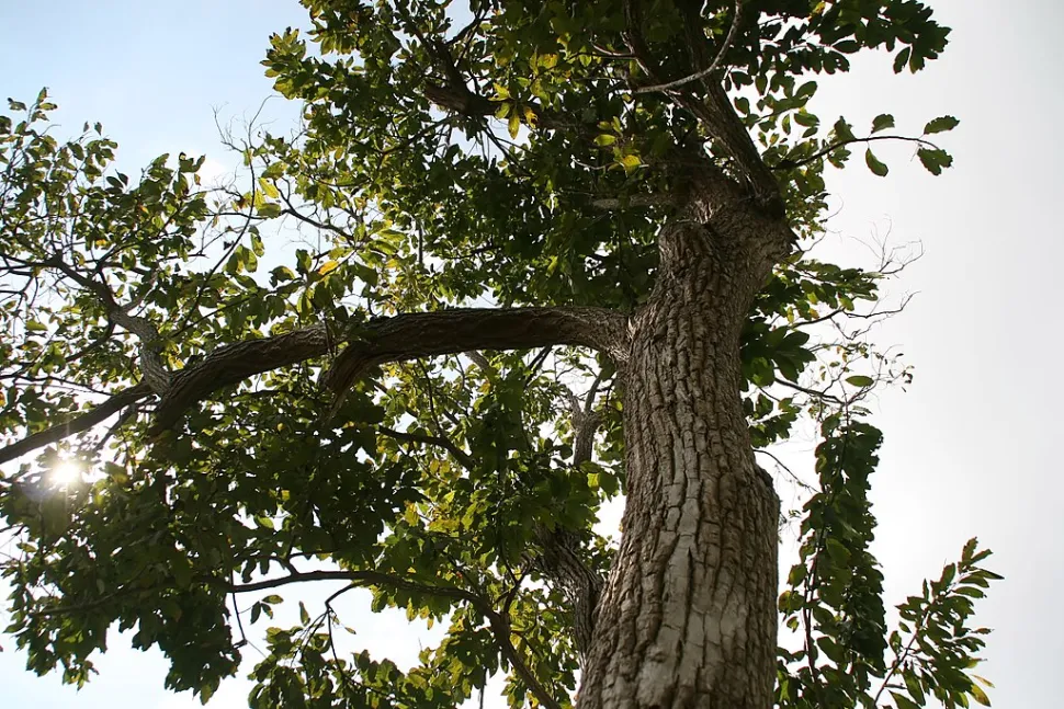 Ehretia acuminata i jorden