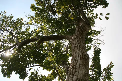 Ehretia acuminata i jorden