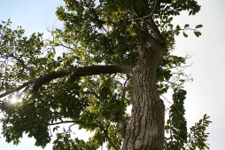 Ehretia acuminata no solo