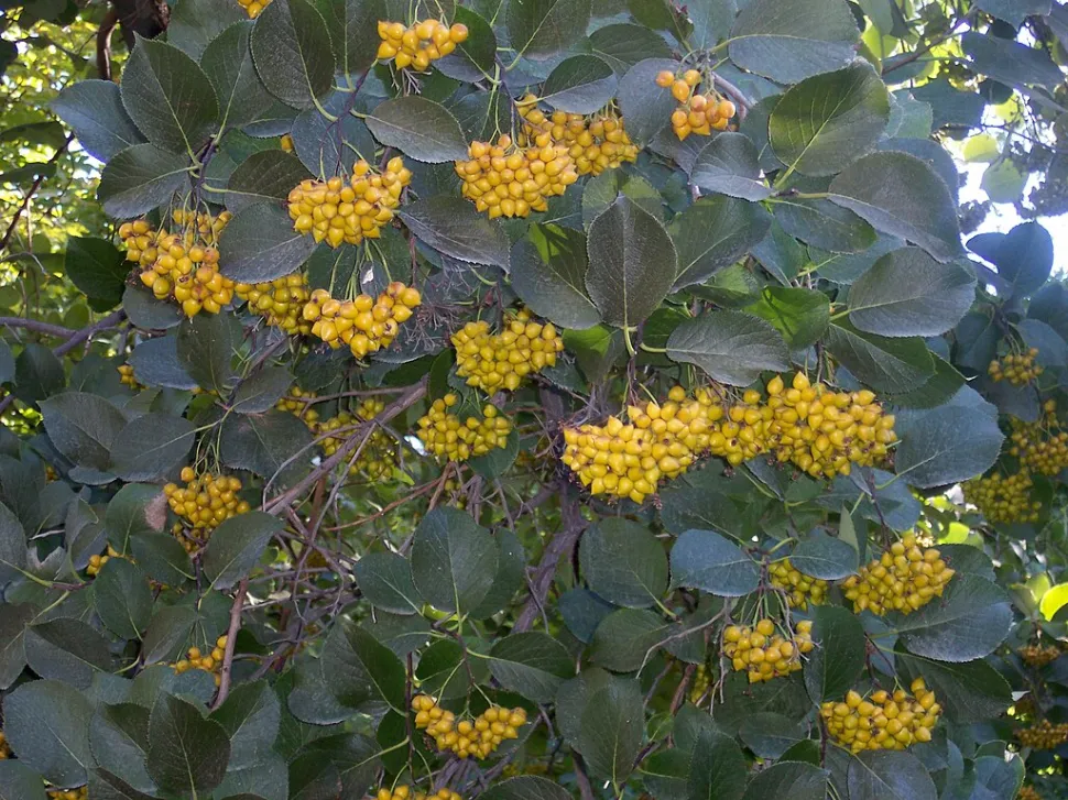 Laub und Früchte Ehretia dicksonii