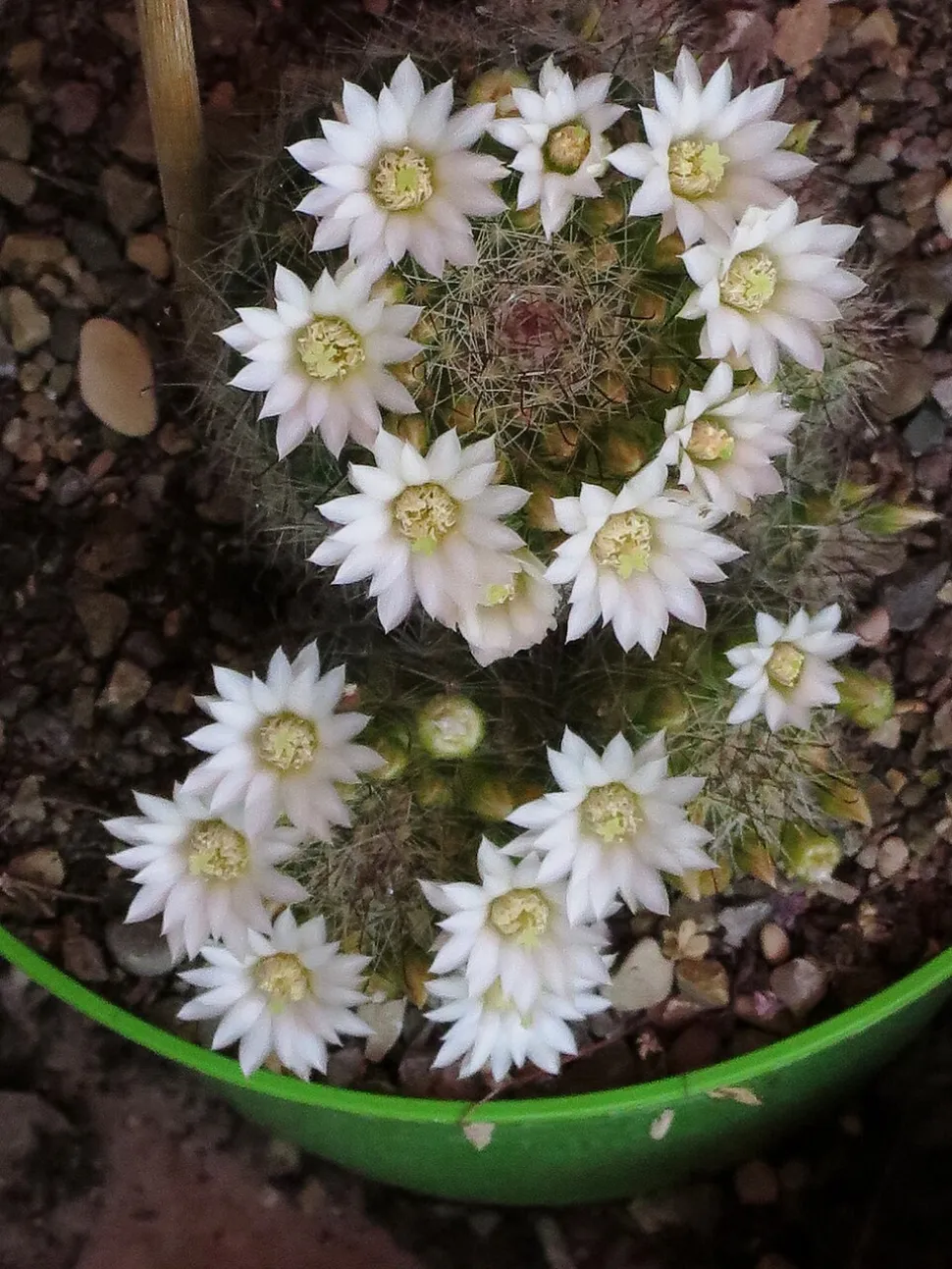White-flowered cactus Mammillaria zeilmanniana