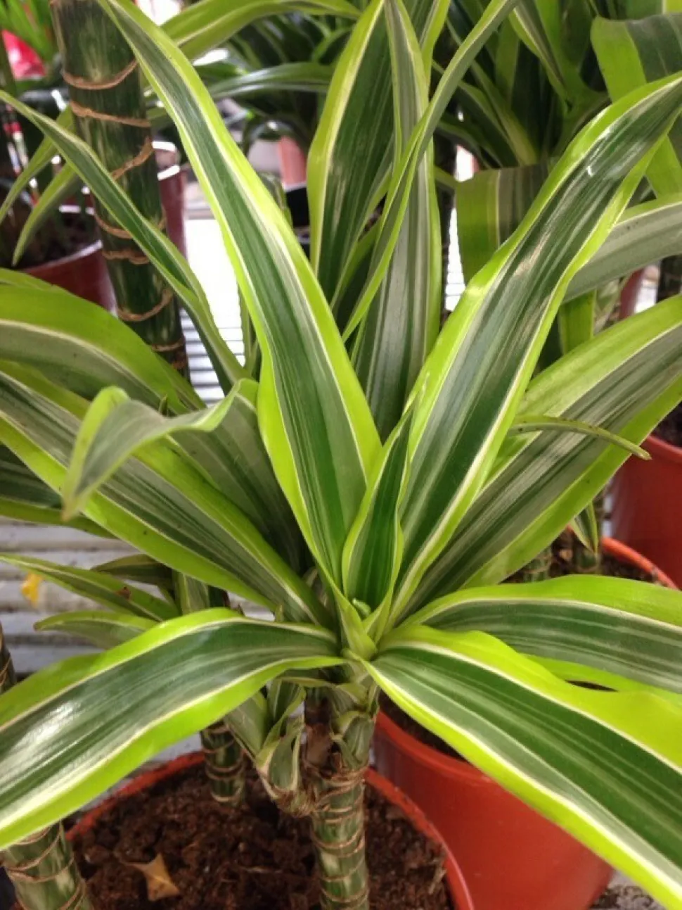 Citroenlinde' drakenboom in pot
