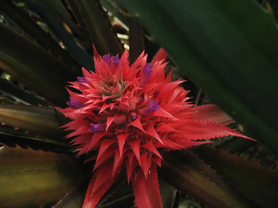 Flores azules Piña comosus var. bracteatus