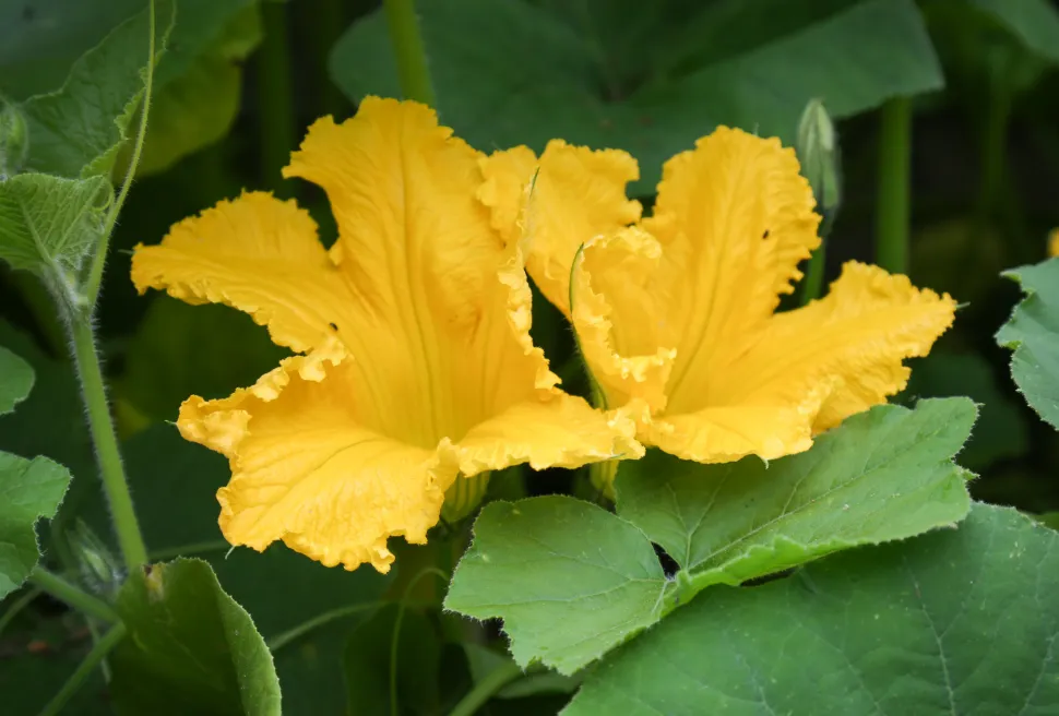 Flores amarelas Abóbora Cucurbita maxima