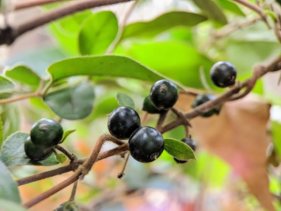 Schwarze giftige Beeren Geißblatt Lonicera japonica
