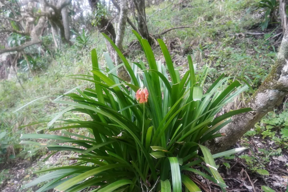 Clivia nobilis en pleine terre
