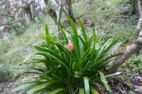 Clivia nobilis in the ground