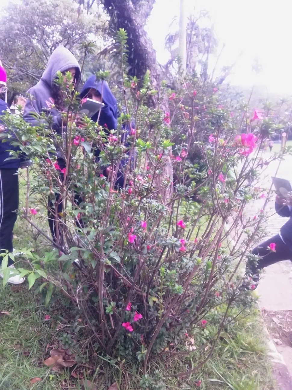 Arbusto de floração roxa Rhododendron simsii