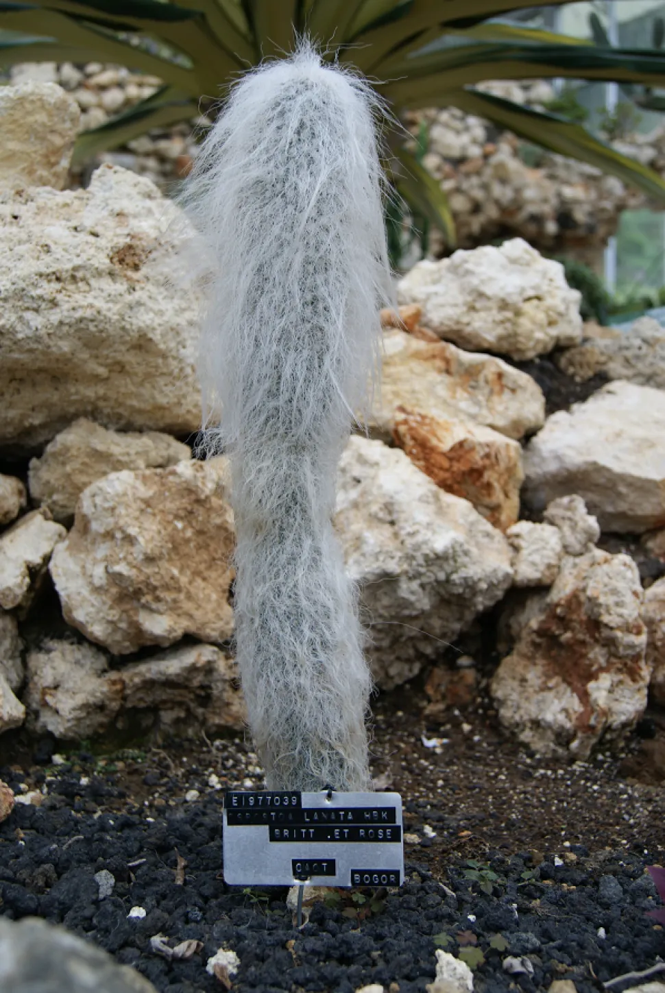 Behaarter Kolonialkaktus Esposota lanata