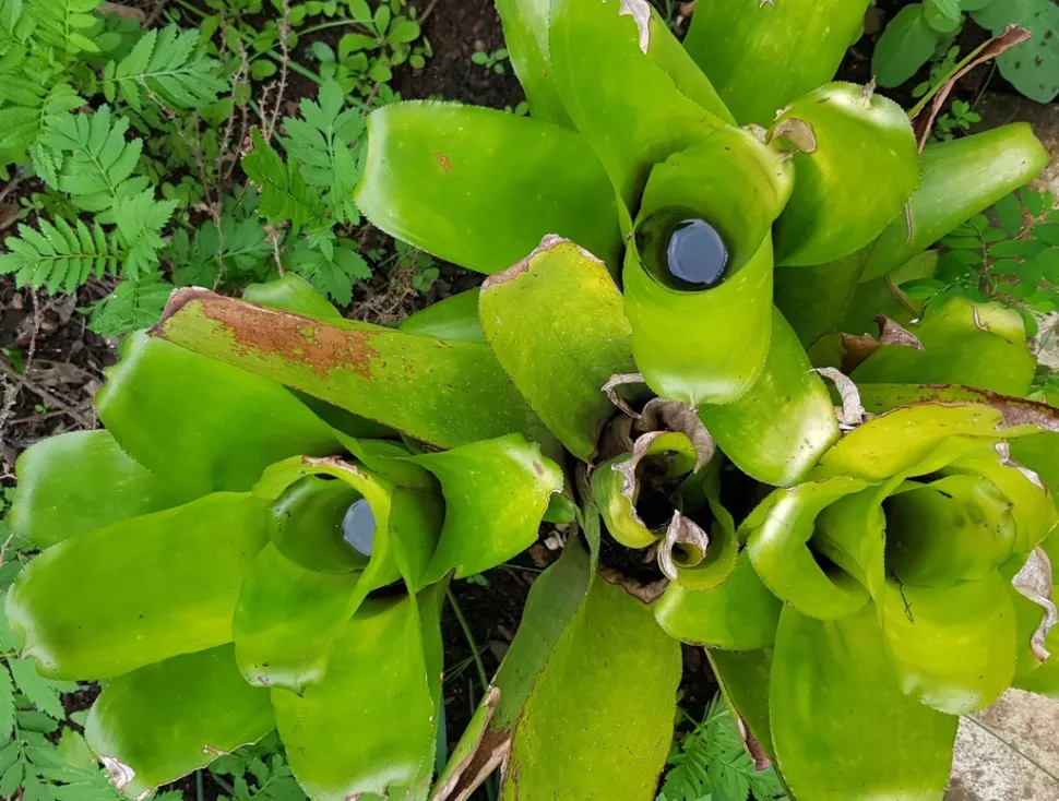 Tank in der Mitte einer Billbergia pyramidalis