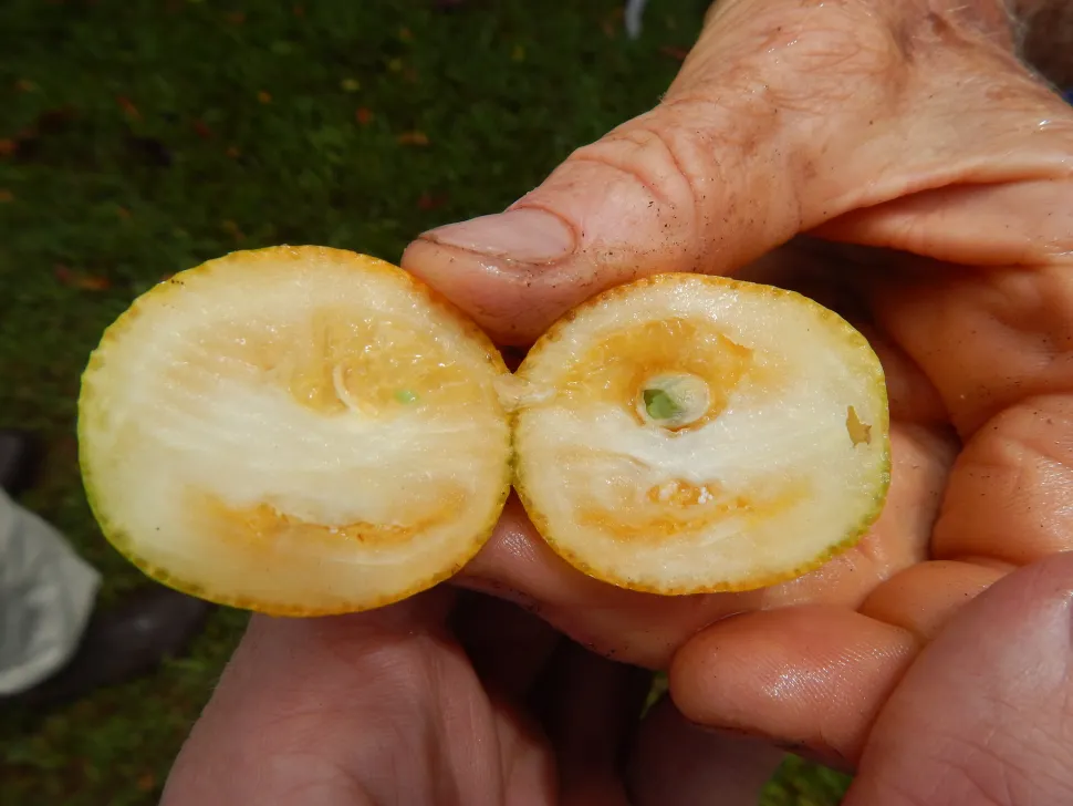 Gul frugt Citrus japonica