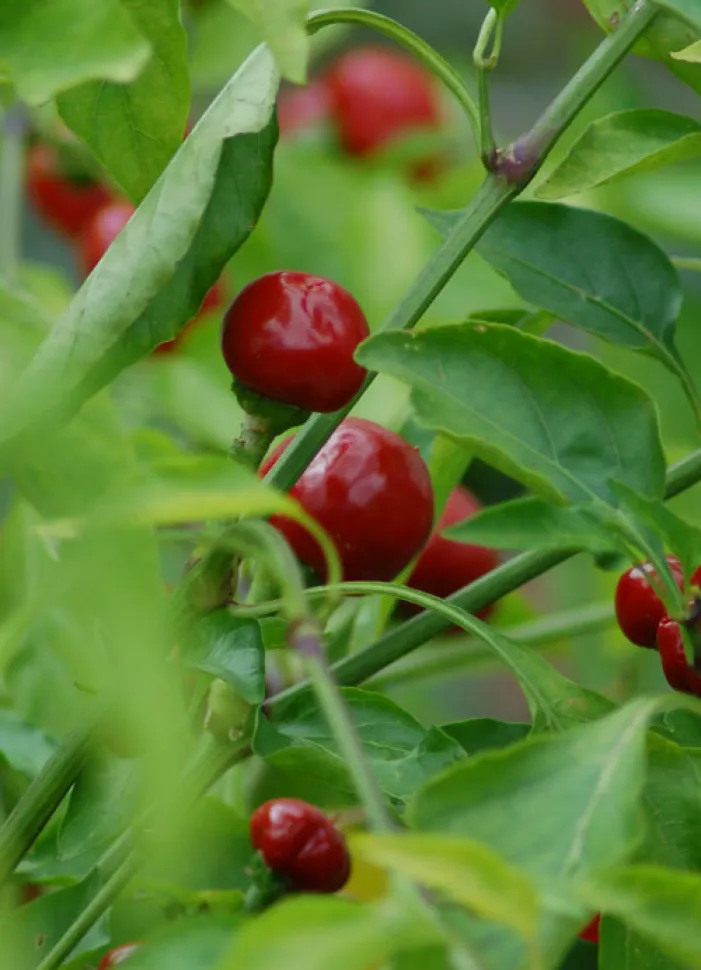 Fruto redondo Capsicum annuum