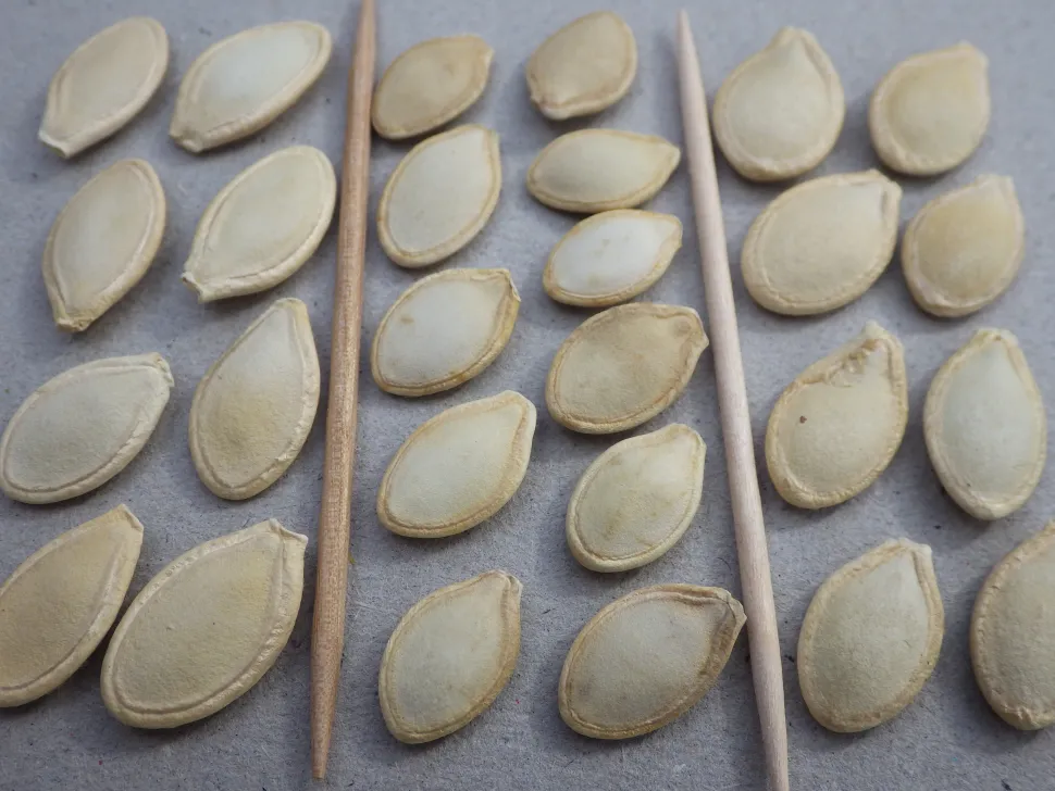 Zucchini seeds