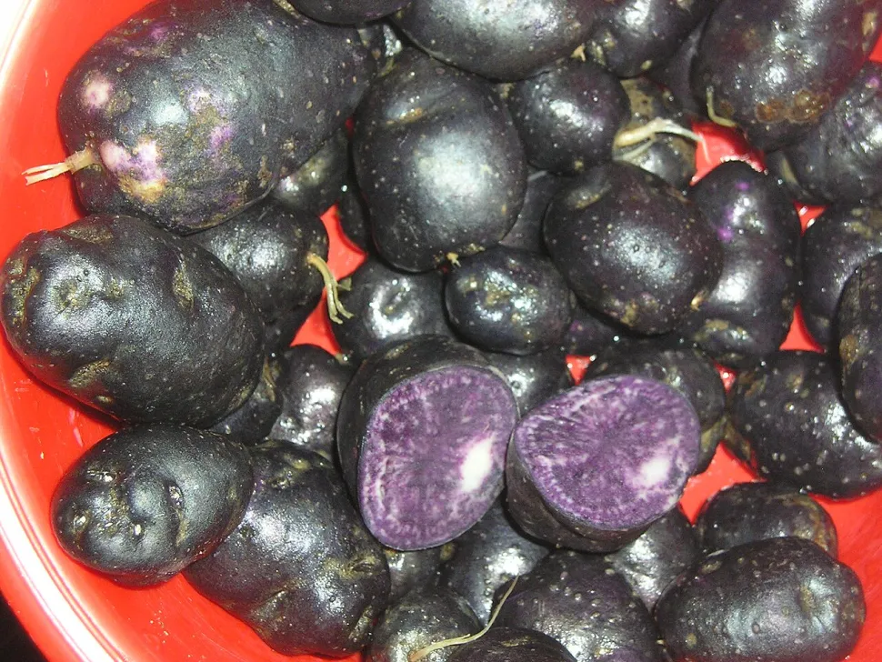 Tubérculos violetas de batata-doce