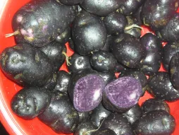 Tubérculos violetas de patata de boniato