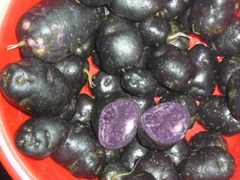 Tuberi viola di patata igname