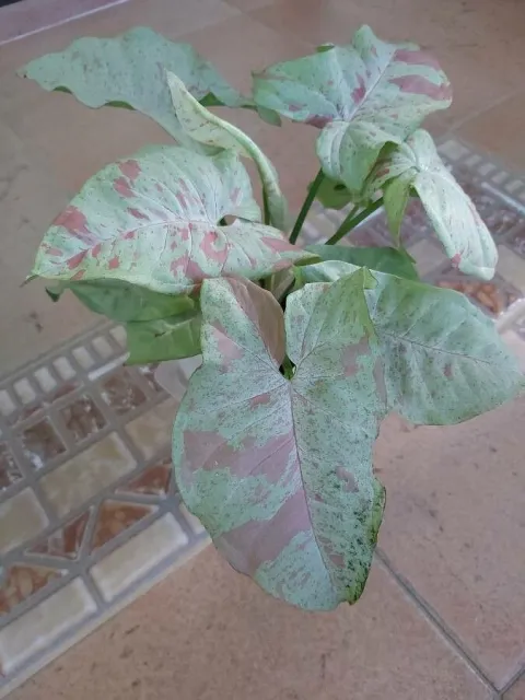 Syngonium green leaves pink spots