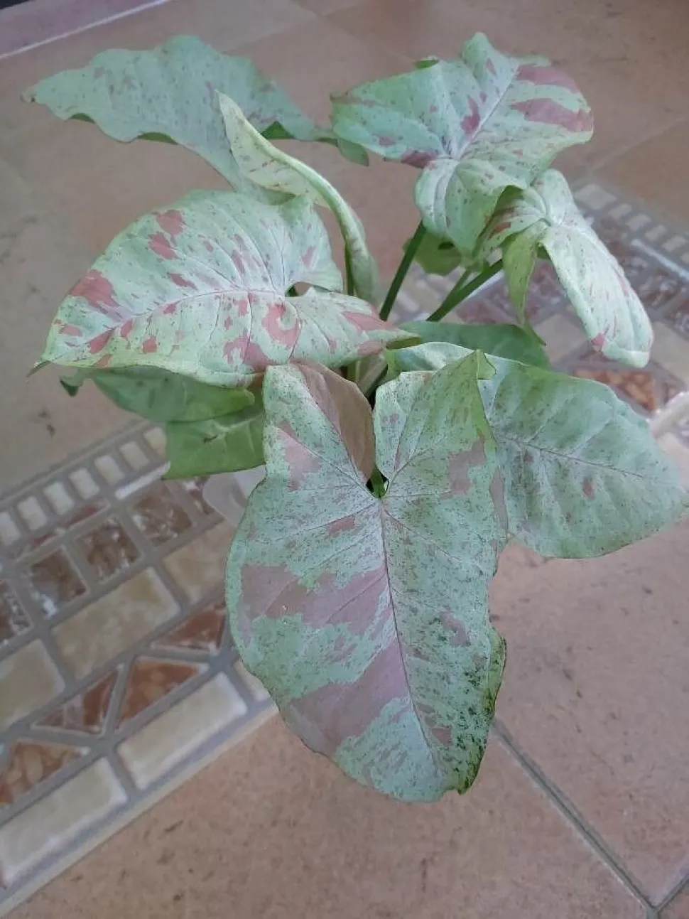 Syngonium hojas verdes con manchas rosas