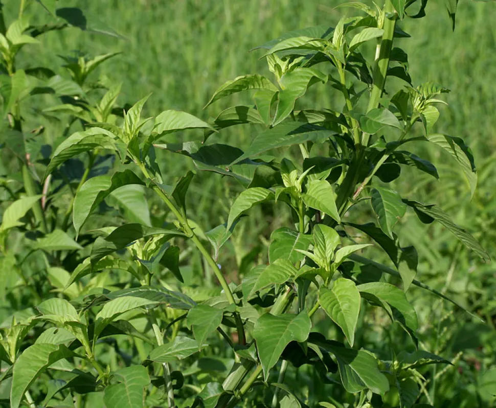 Green leaves Celosia argentea