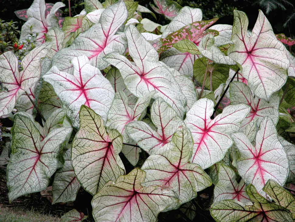 Witte bladeren roze nerven groene randen Caladium White Queen