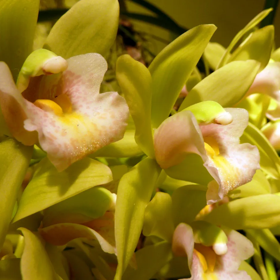 Cymbidium Sarah Jean Hybrid Orchidee grüne Blumen