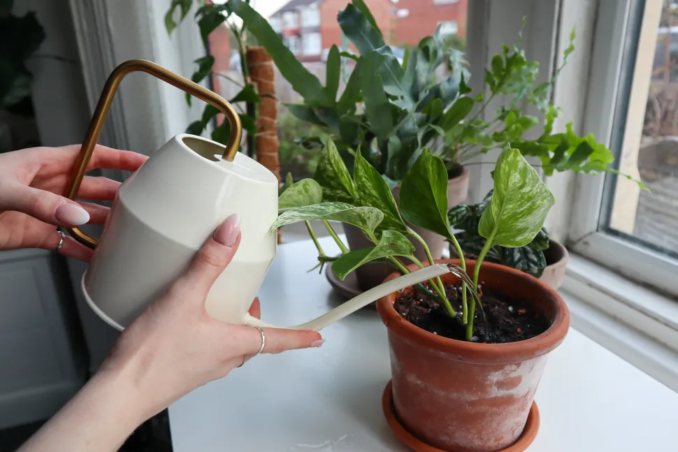 Pothos Marble Queen im Topf