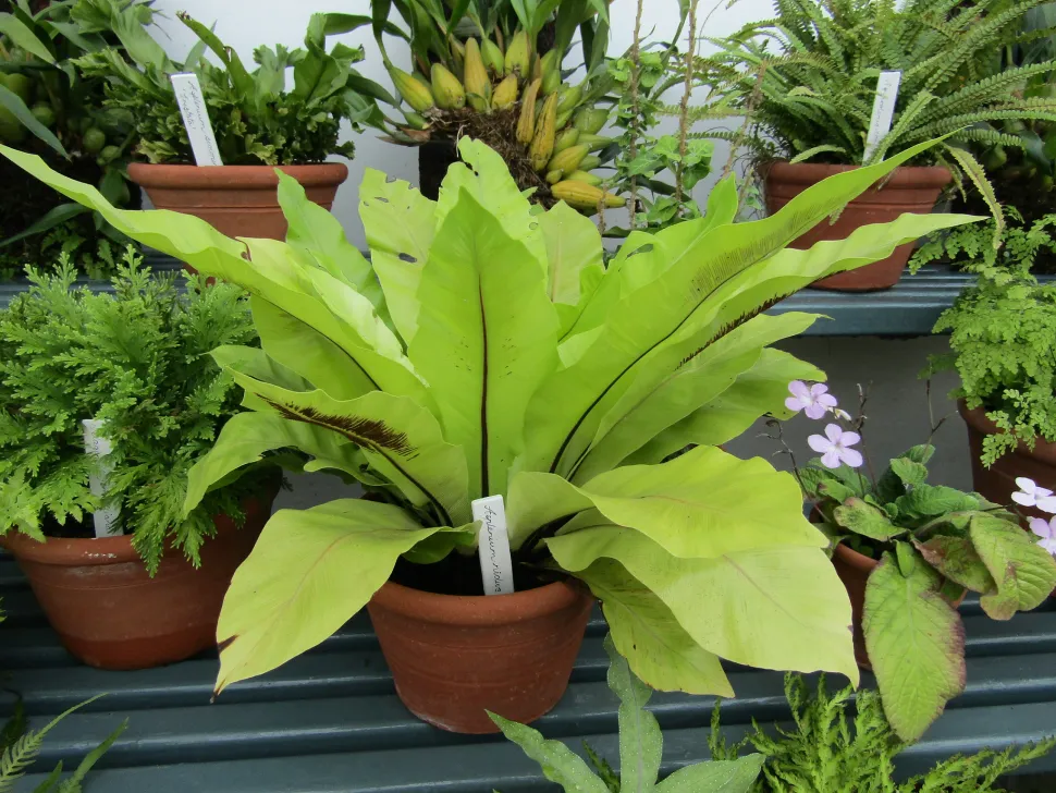 Bird's nest fern in pot