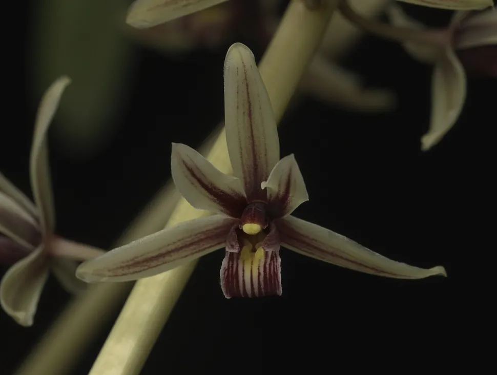 Orchideenblüten Boot gestreift