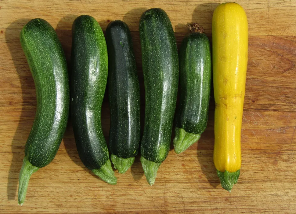 Courgettes allongées vertes et jaunes