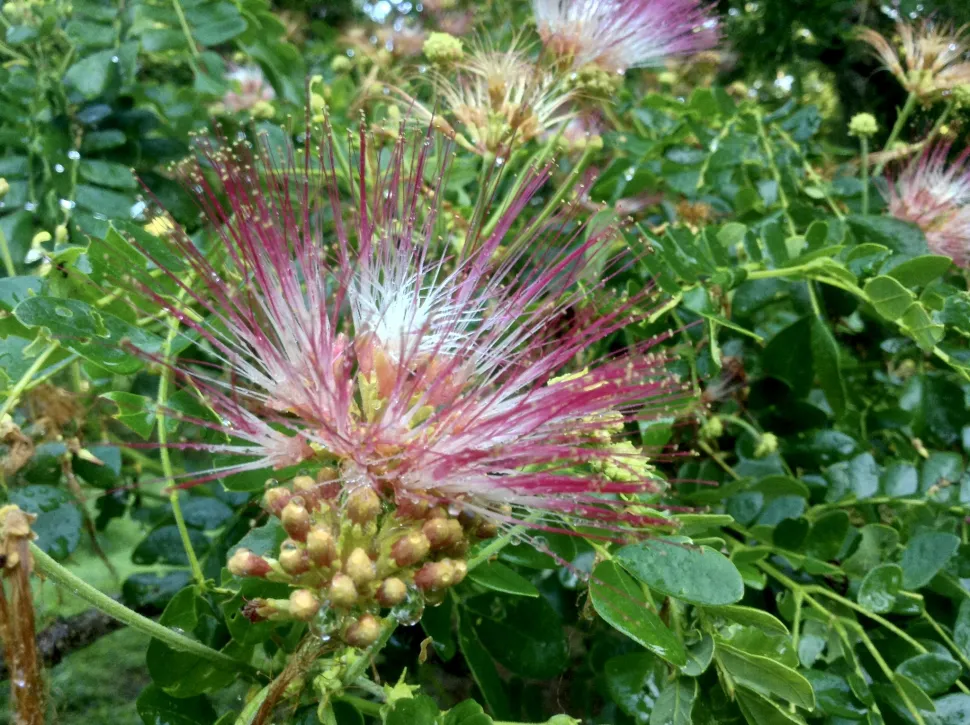 Albizia saman-blomst