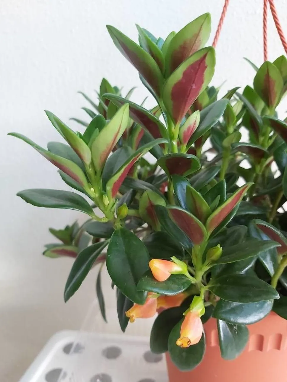 Blade og blomster Nematanthus 'Après