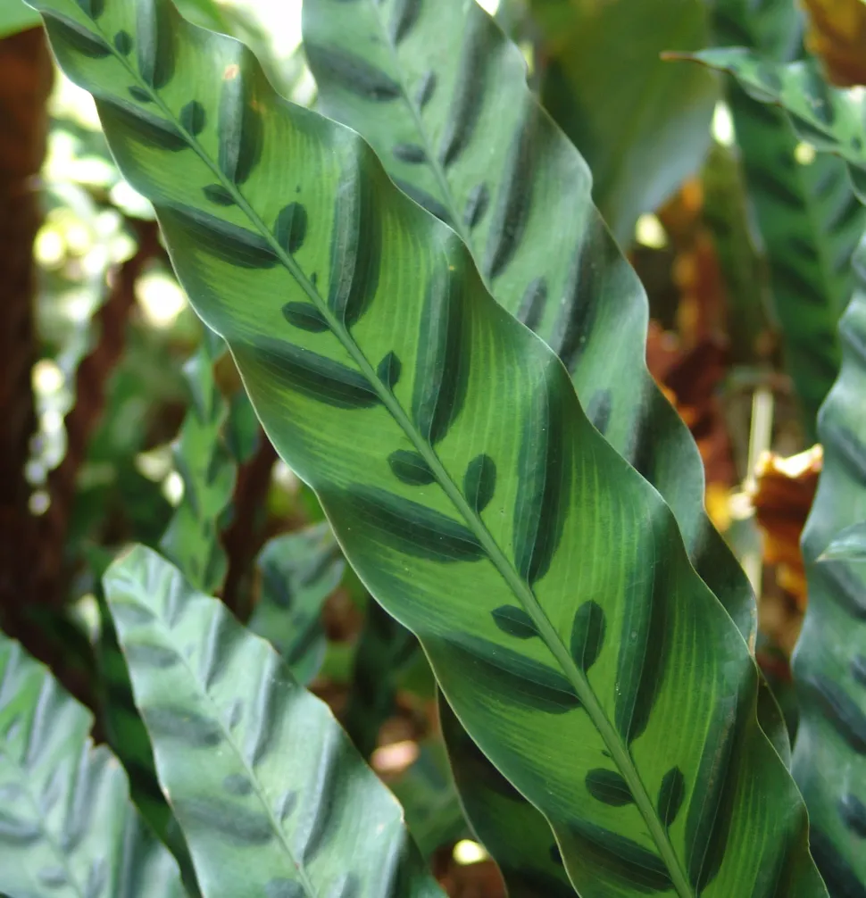 Feuille verte tachetée Goeppertia lancifolia