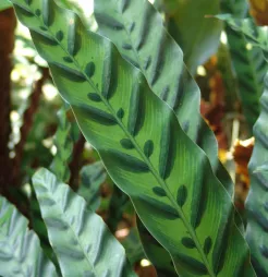Grønt plettet blad Goeppertia lancifolia