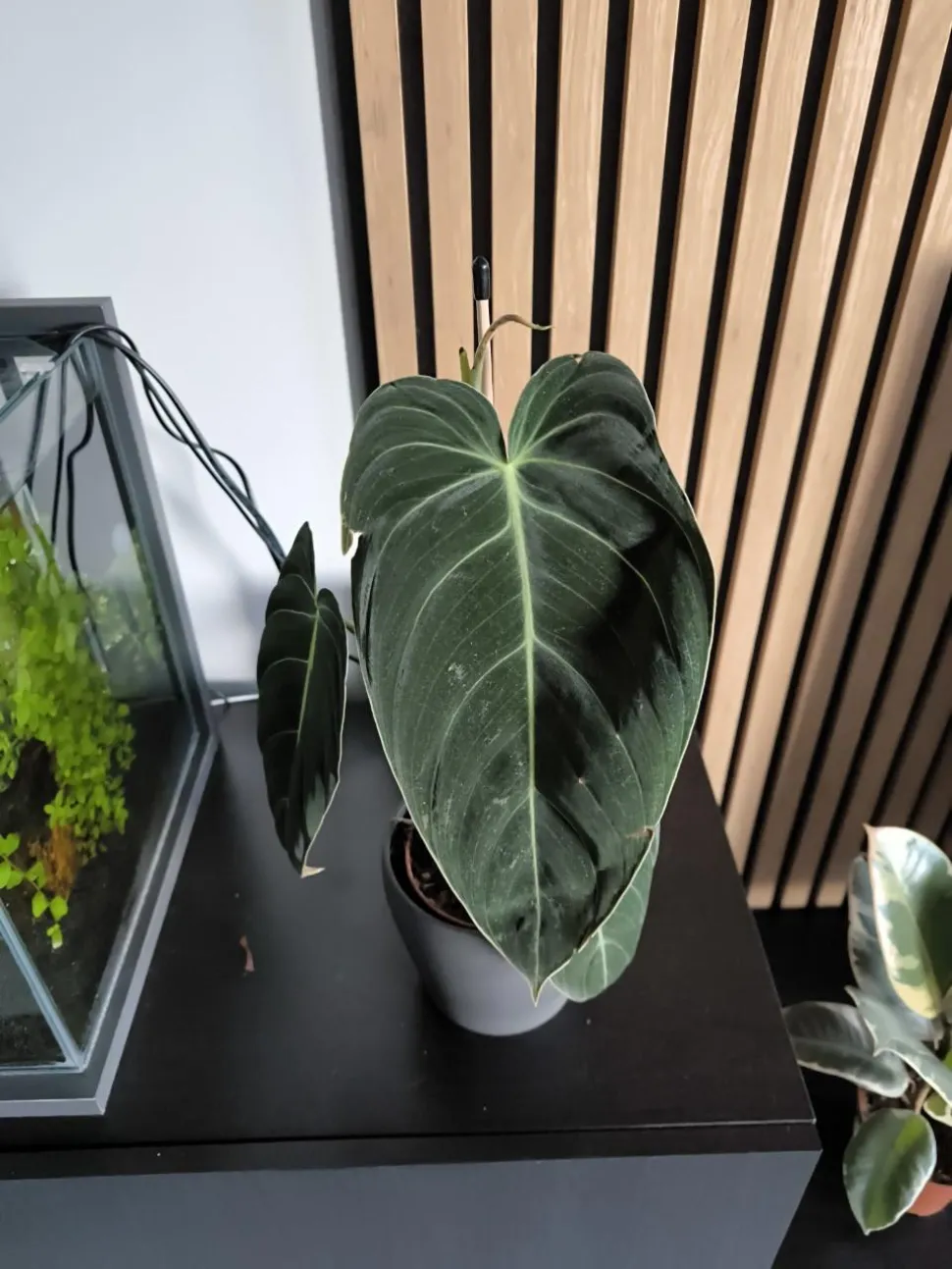 Philodendron Black Gold in pot